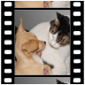 Tiere